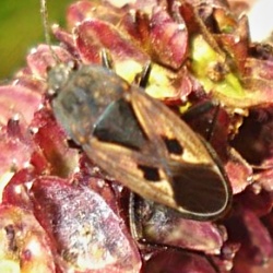 Rhyparochromus phoeniceus